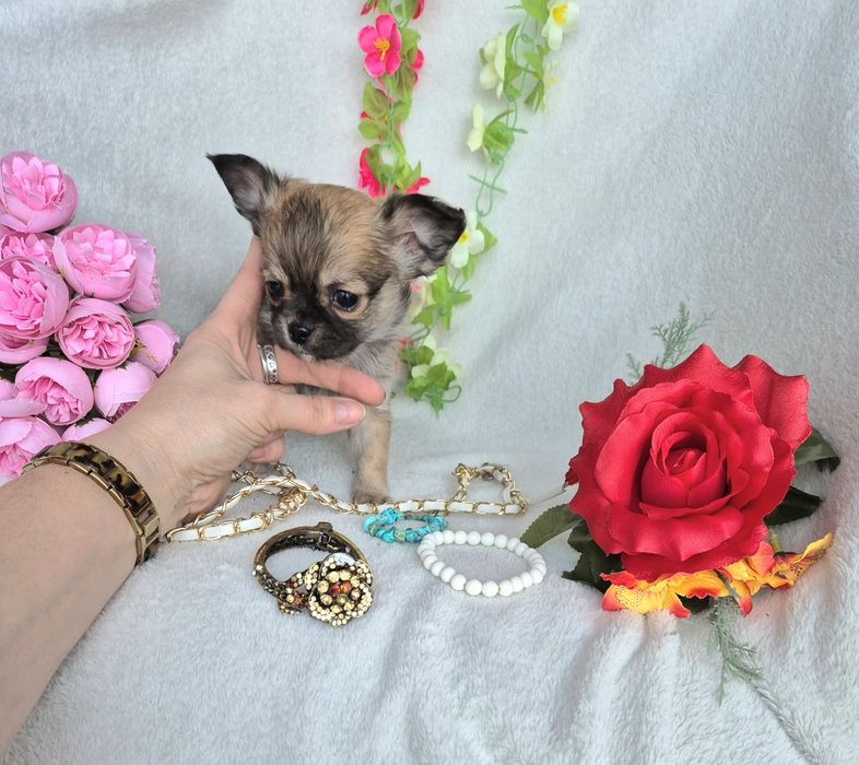 Śliczny Piesek Chihuahua Długowłosy XXS