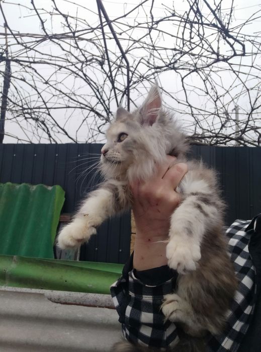 Мамина копiя Мейн кун