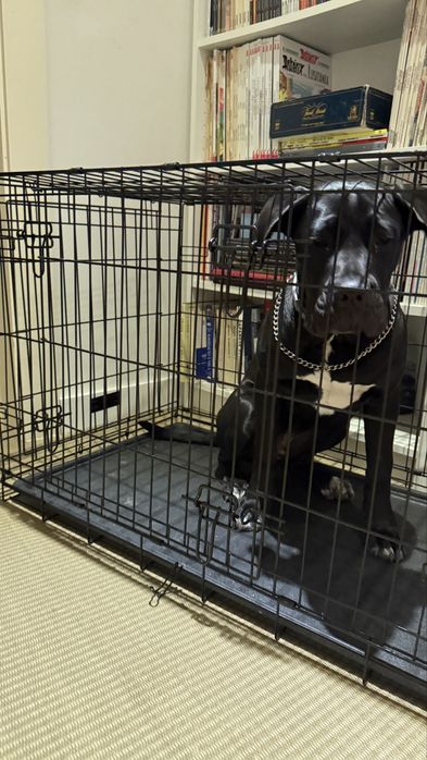 Crate/Jaula  para cães  (NUNCA USADO)