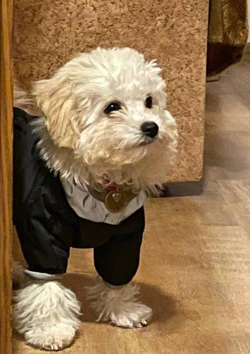 пуховик на собачку до 2-3 кг