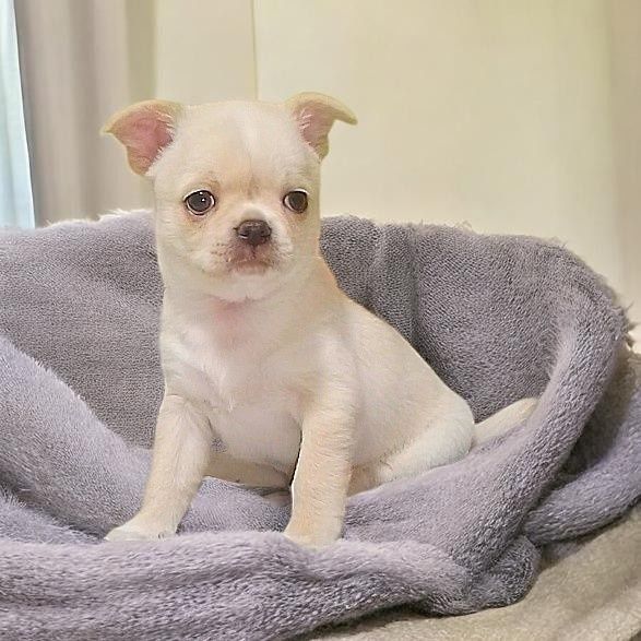 Хлопчик чихуахуа . .