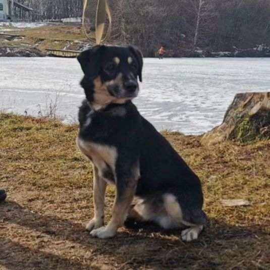 Маленькая собачка ищет дом