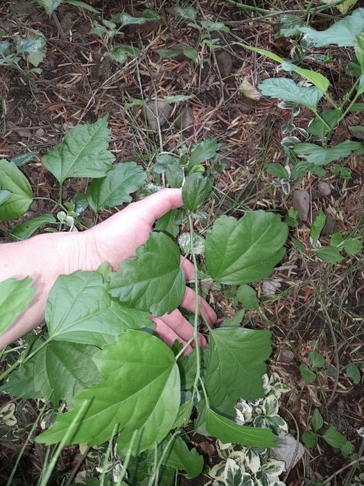 Ketmia hibiskus japoński