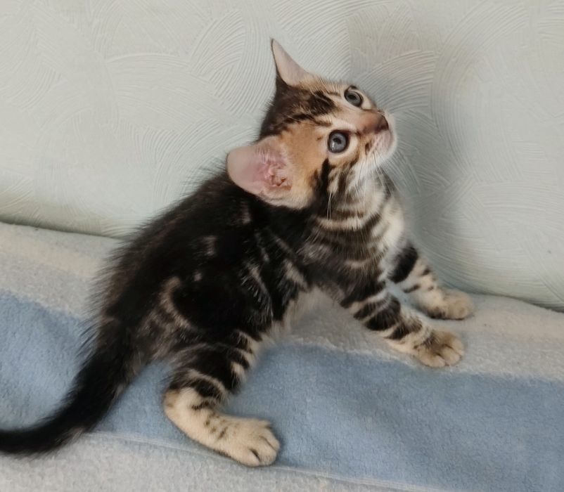Бенгальські кошенята