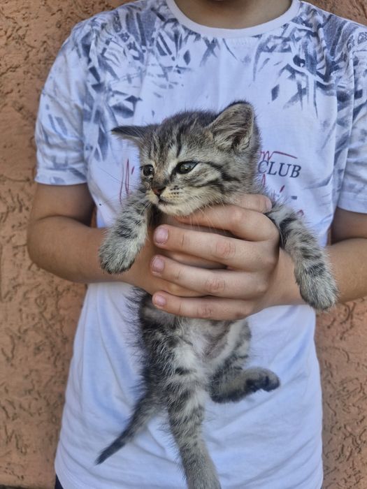 віддам у добрі руки кошенят