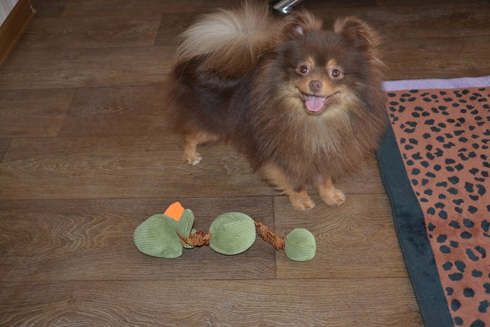 Гарний  хлопчик FCI