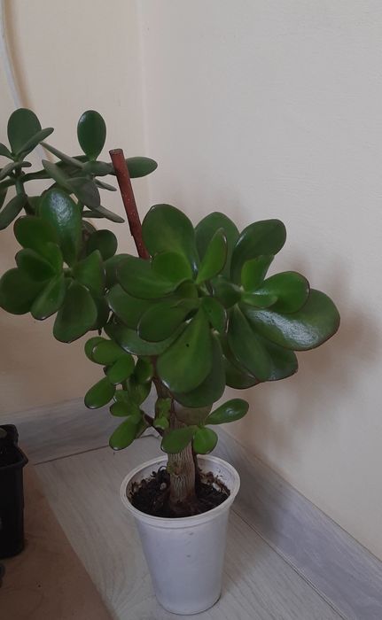 Грошове дерево, красулла, толстянка. Садженці.