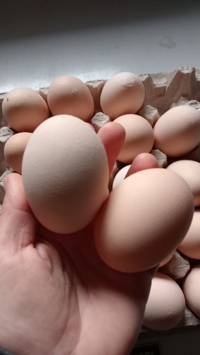 Jajka wiejskie dowóz