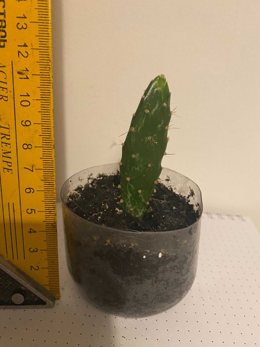 Kaktus Opuntia monacantha variegata (sukulent) - 6 cm