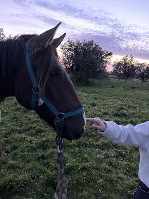 egua com quatro anos