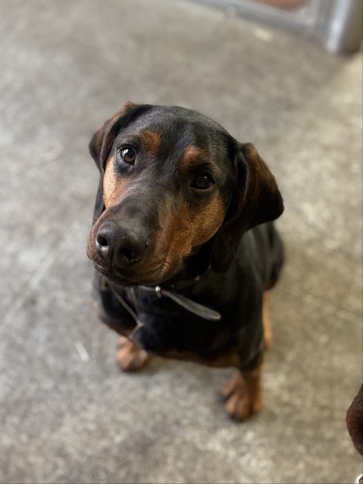 Młody Polujący Pies  Gończy Polski