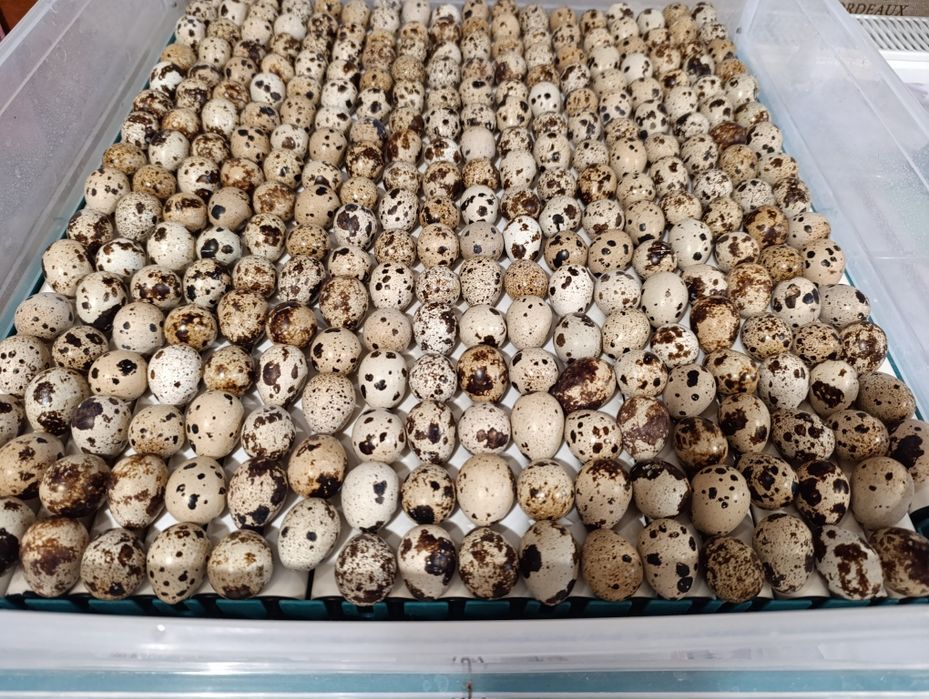 Перепелине інкубаційне яйце Техас та Фенікс