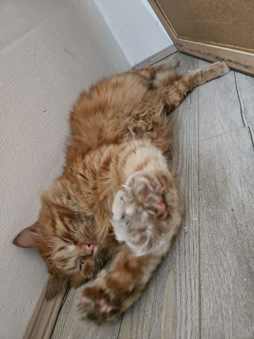 Рыжий кот ищет семью