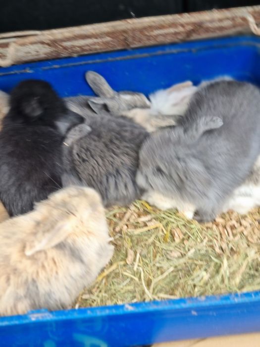 Kit coelhos anoes mini lop(orelhudos) puros e mini holandes no criador
