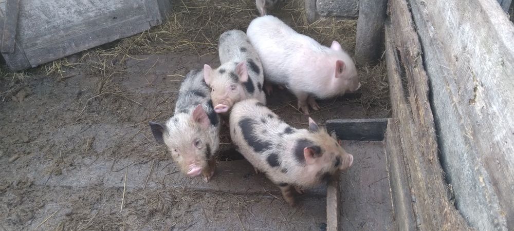 Продам Вьетнамскиx поросят