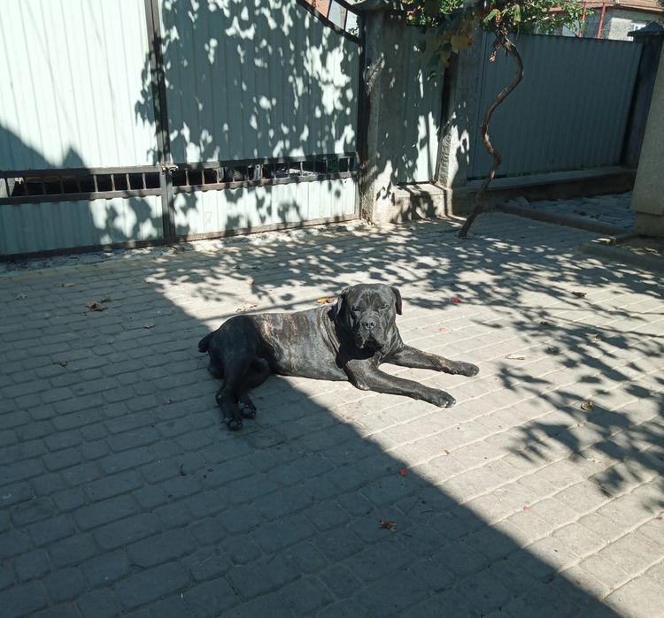 Кане корсо в'язка