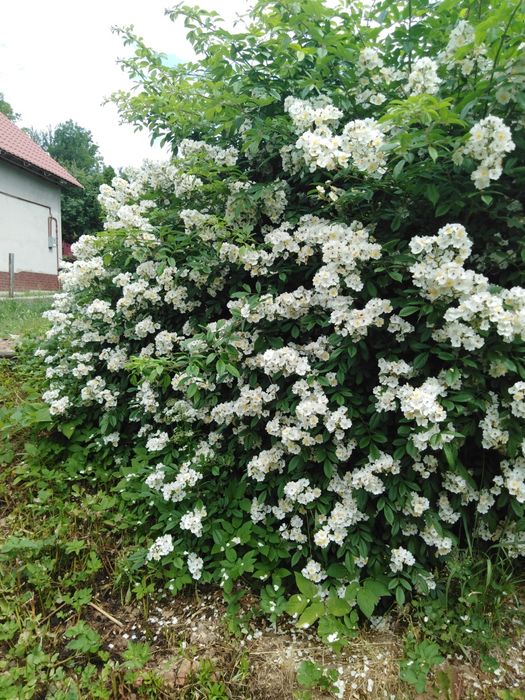 Blue Spruce седум