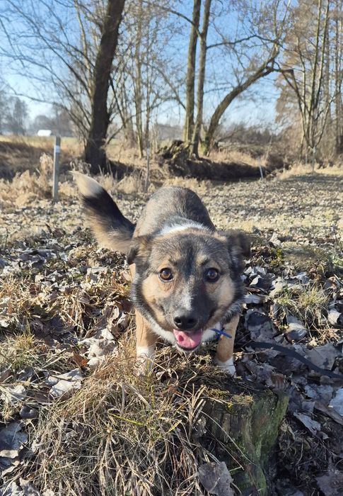 Radosny Klakson szuka przyjaciela