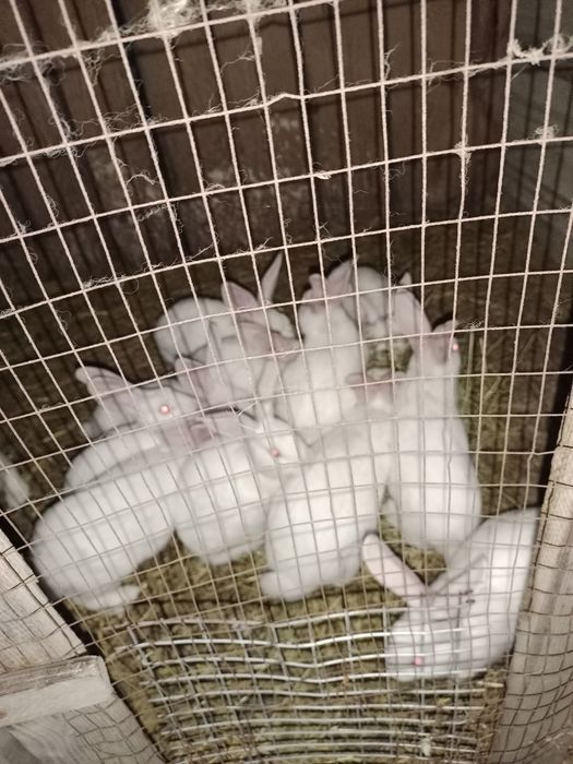 Кролі Термондці , Термондська Біла