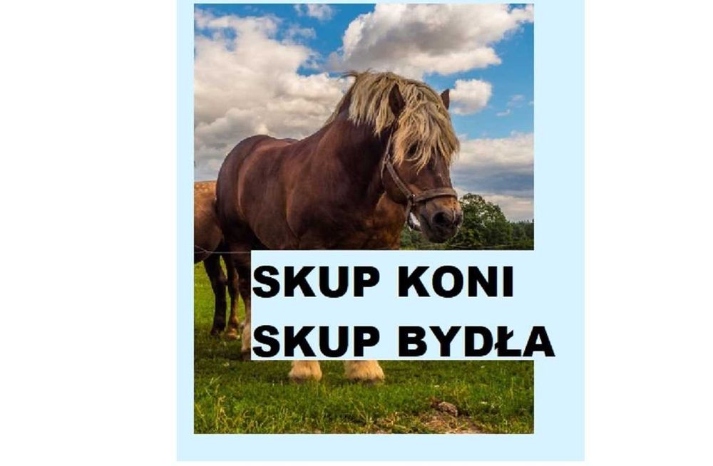 SKUP Bydła Koni Żywca !UBÓJ! Krowy,Krowa,Byk,Byków,Konie,Koń