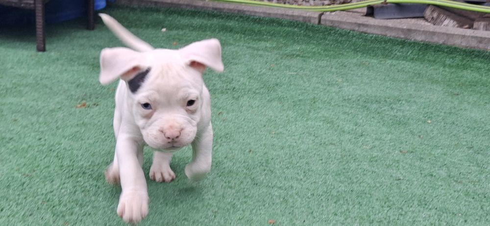 American bully standard szczenię z metryką