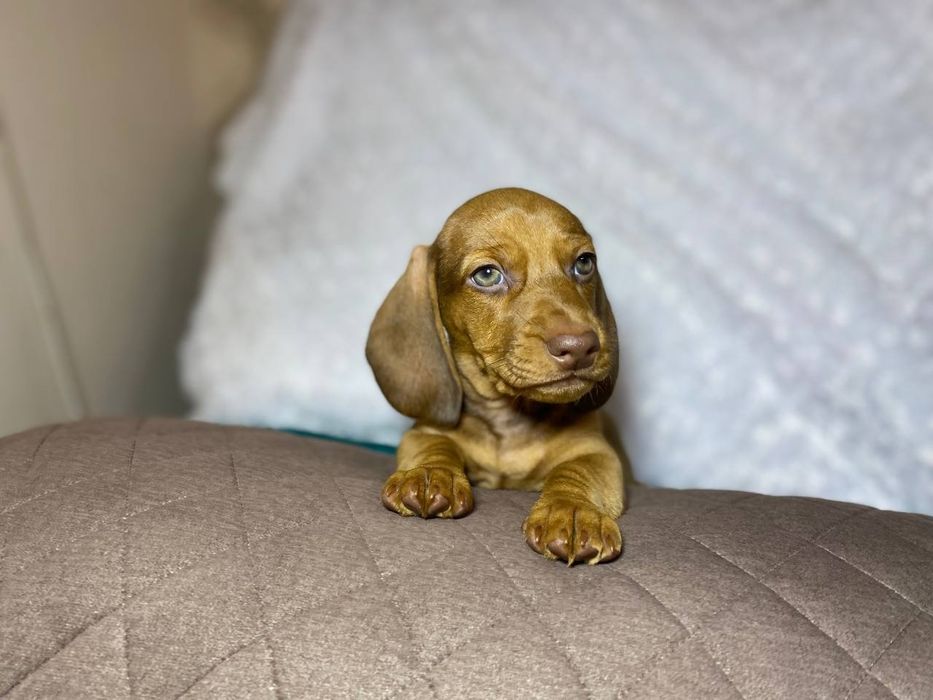 Чистокровна такса