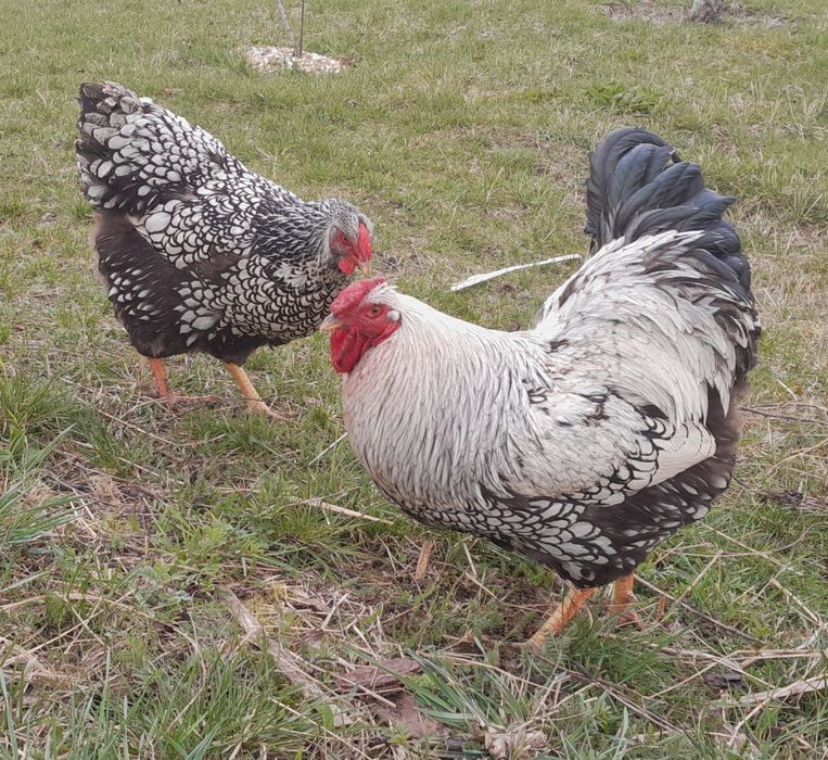 Jaja lęgowe wyandotte