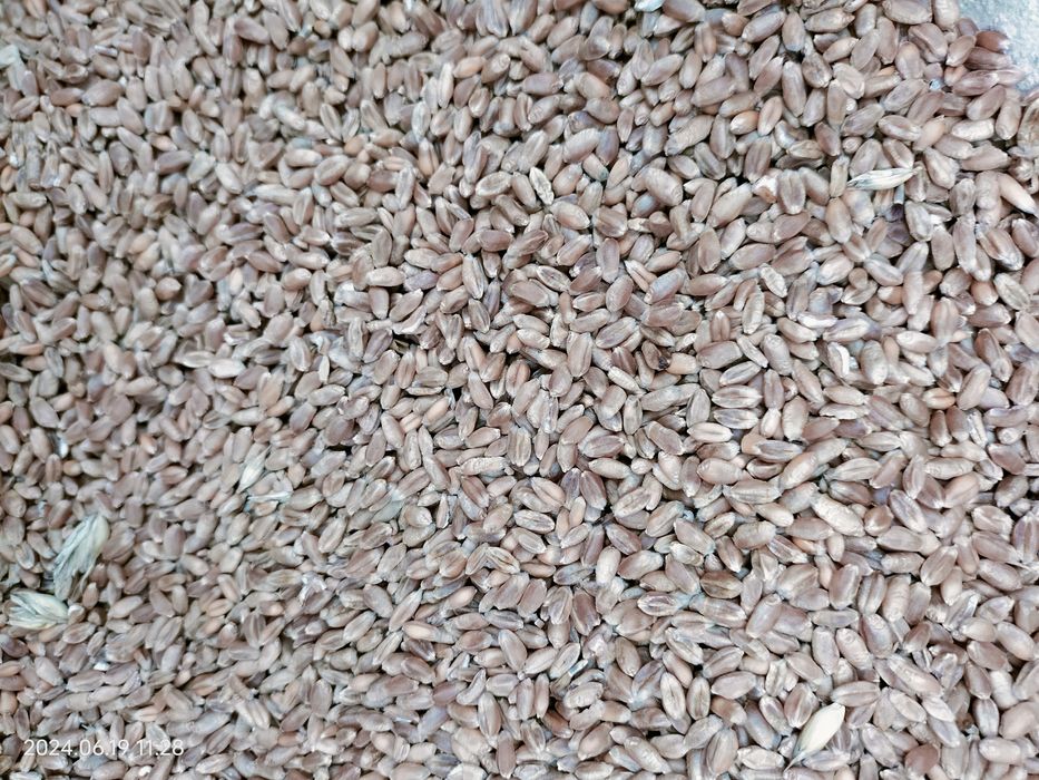 Sprzedam pszenicę i jęczmień