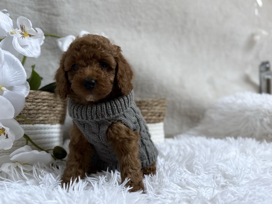 Pudel Toy/Miniatura, red, piesek , REZERWACJA