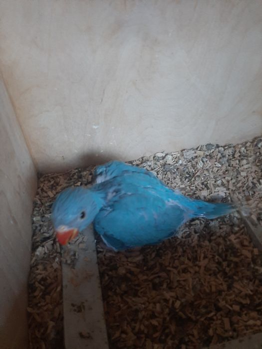 Ringneck para criar à mão