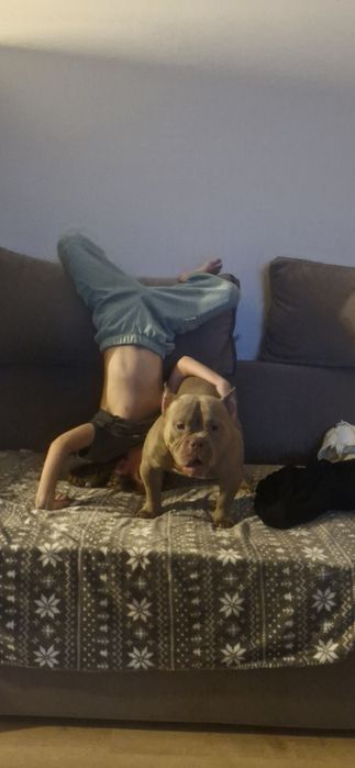 Готовий до стосунків кобель Американський Буллі  (вязка) Рівне Львів