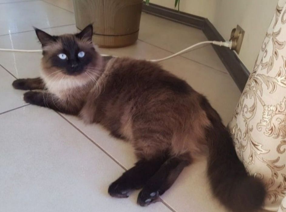 Kotka syberyjska neva masquerade