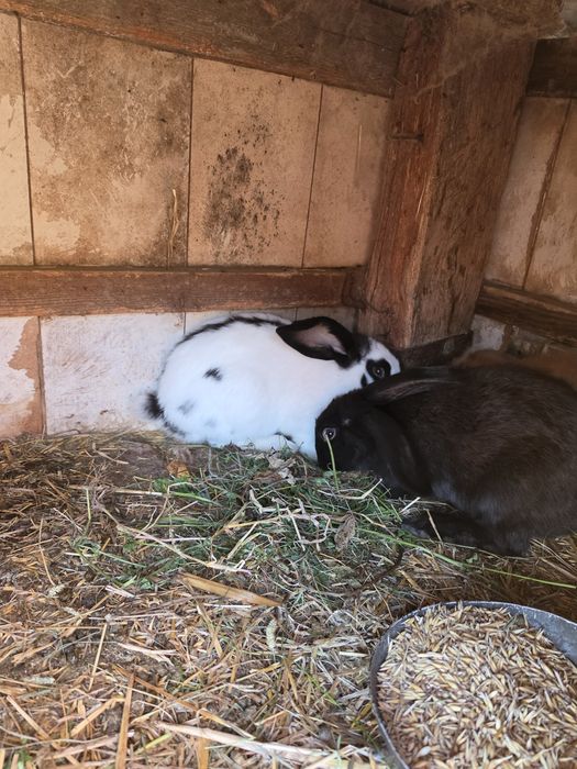 Króliki barany i inne w kazdym wieku