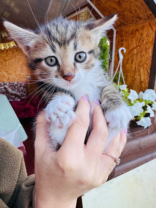 Котики в добрі руки
