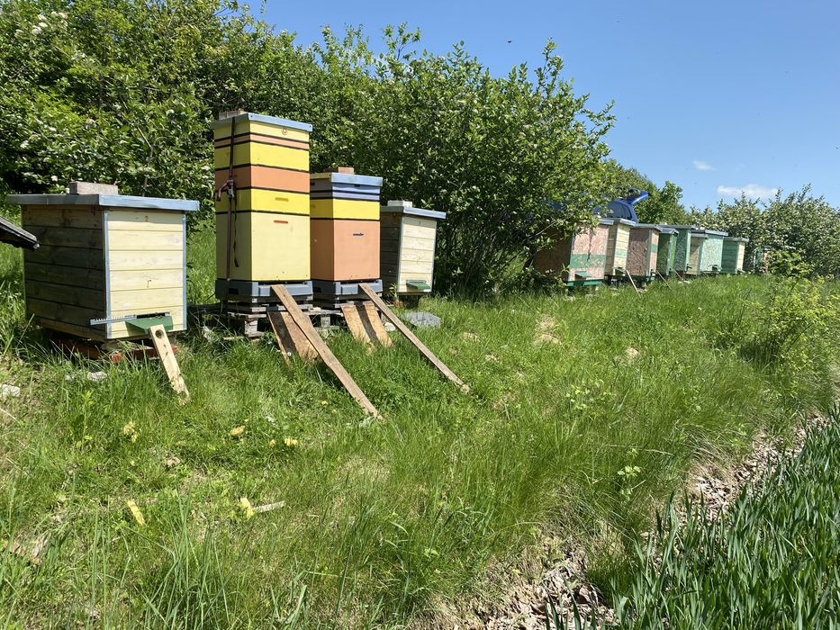 MIÓD wielokwiatowy 2 SŁOIKI z czerwca 2025r.