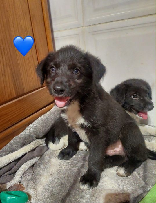 Cães bebés para adoção