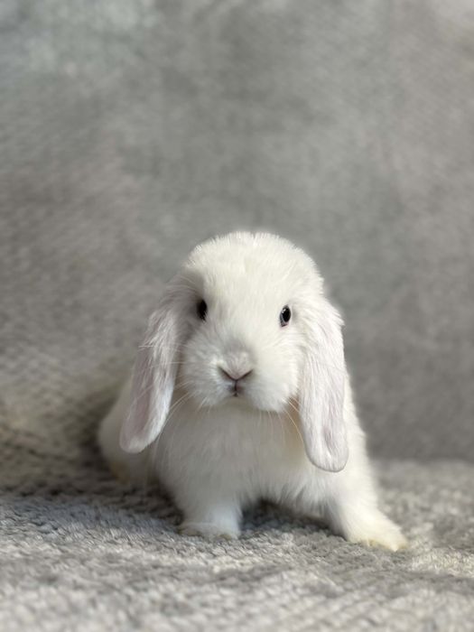 , króliki mini lopki,miniaturki