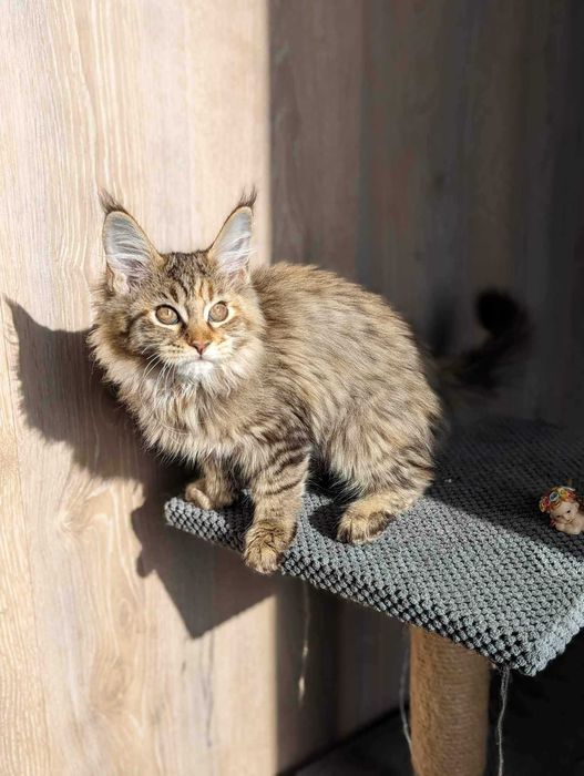 Котики Мэйн-Куна