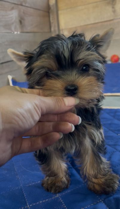 йоркширський тер'єр