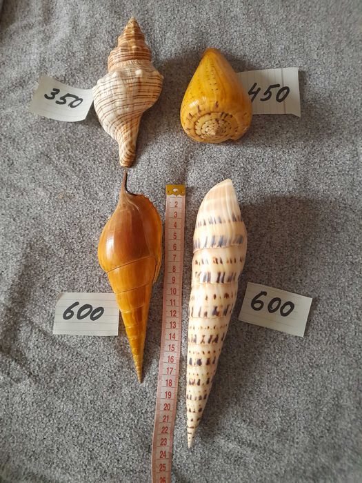 Ракушки с океана