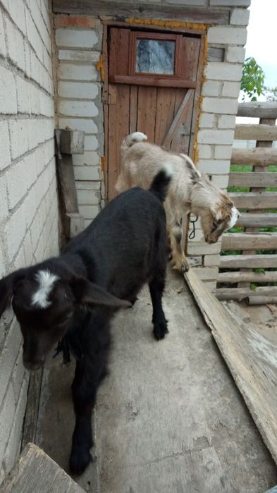 Продам козенят,вік 1,5 місяця. Ціна договірна.