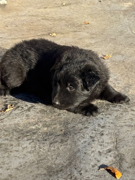 Cachorro Pastor Belga Groenendael