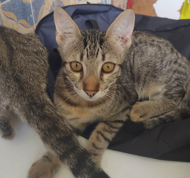 Adoçao gatinhas bebes