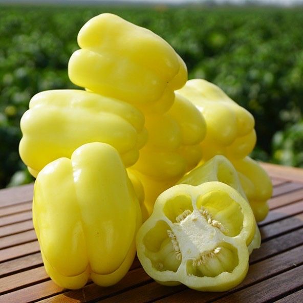 Насіння перцю Микита F1 1000шт (5г.) Никита F1 Nikita F1 Семена Переца