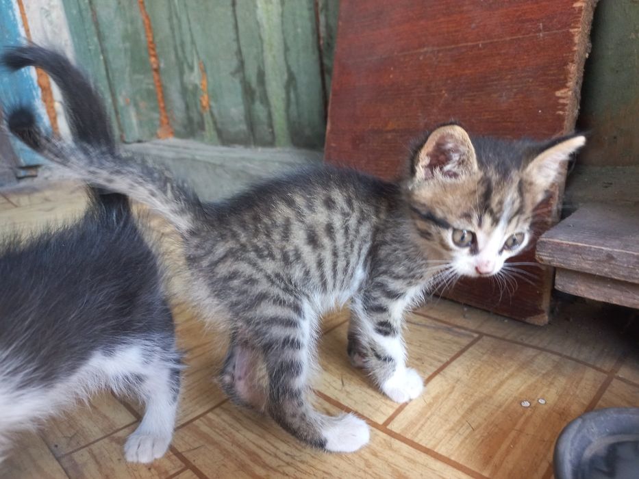 Котята. Кошенята