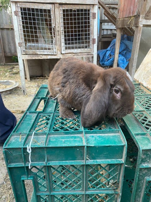 Продам кролі. Шиншила, французький баран