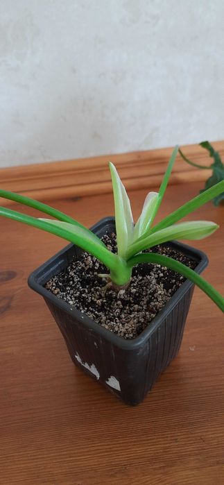 Філодендрон Селло ( Philodendron selloum )
