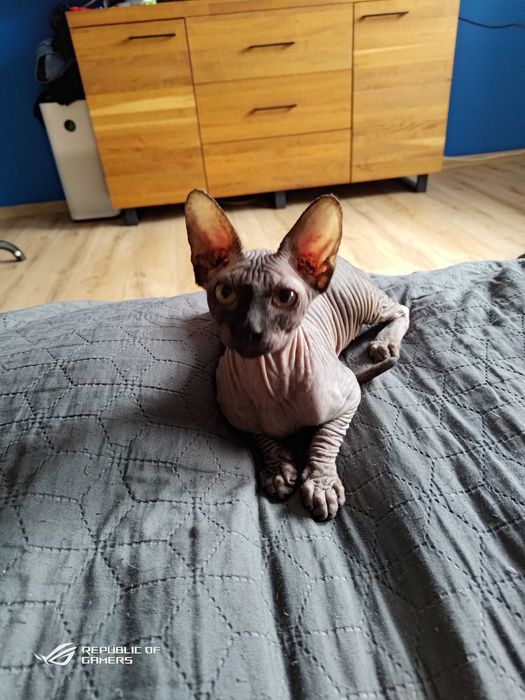 Sfinks kanadyjski