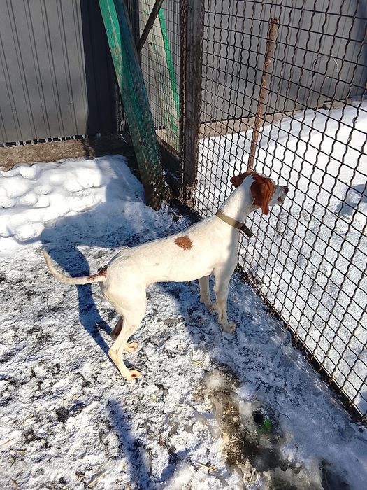 Англійський пойнтер Віддам в добрі руки дві дівчинки