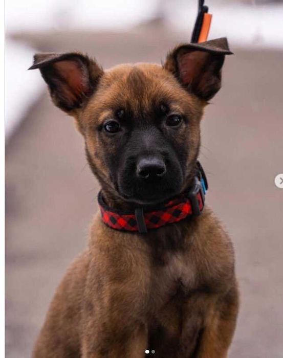 цуценята безкоштовно хлопчики